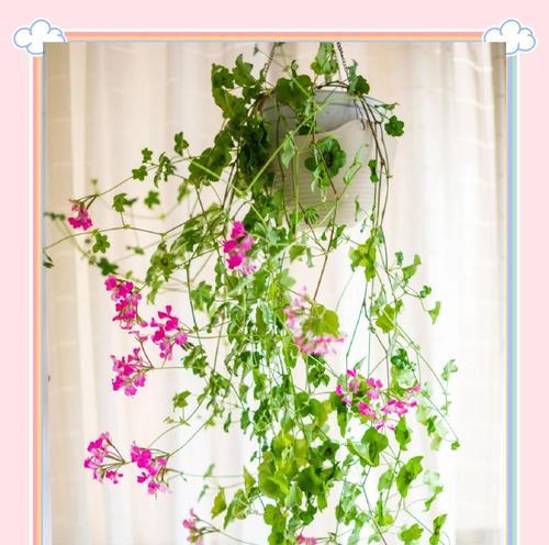 常见的垂吊花卉有哪些？它们的养殖方法是什么？