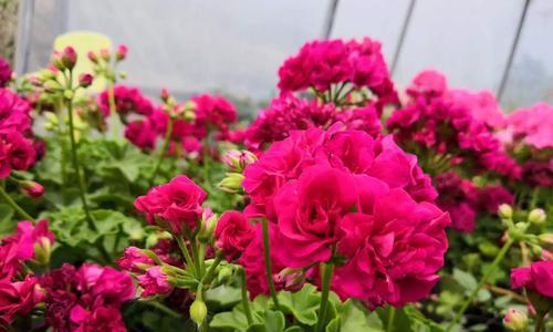 常见的垂吊花卉有哪些？它们的养殖方法是什么？