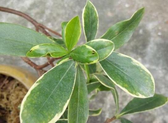 金边瑞香夏季养护要点是什么？如何避免高温伤害？