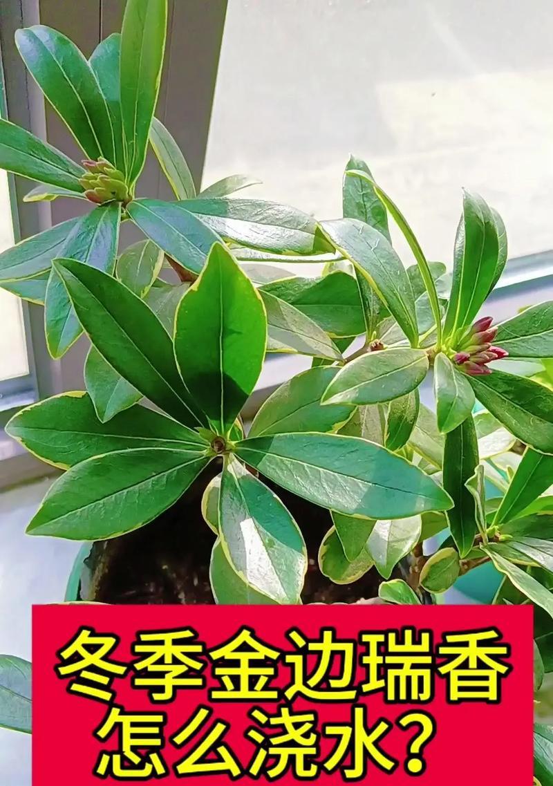 金边瑞香夏季养护要点是什么？如何避免高温伤害？
