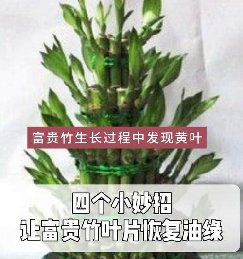 富贵竹发黄了怎么办？如何恢复其绿色？