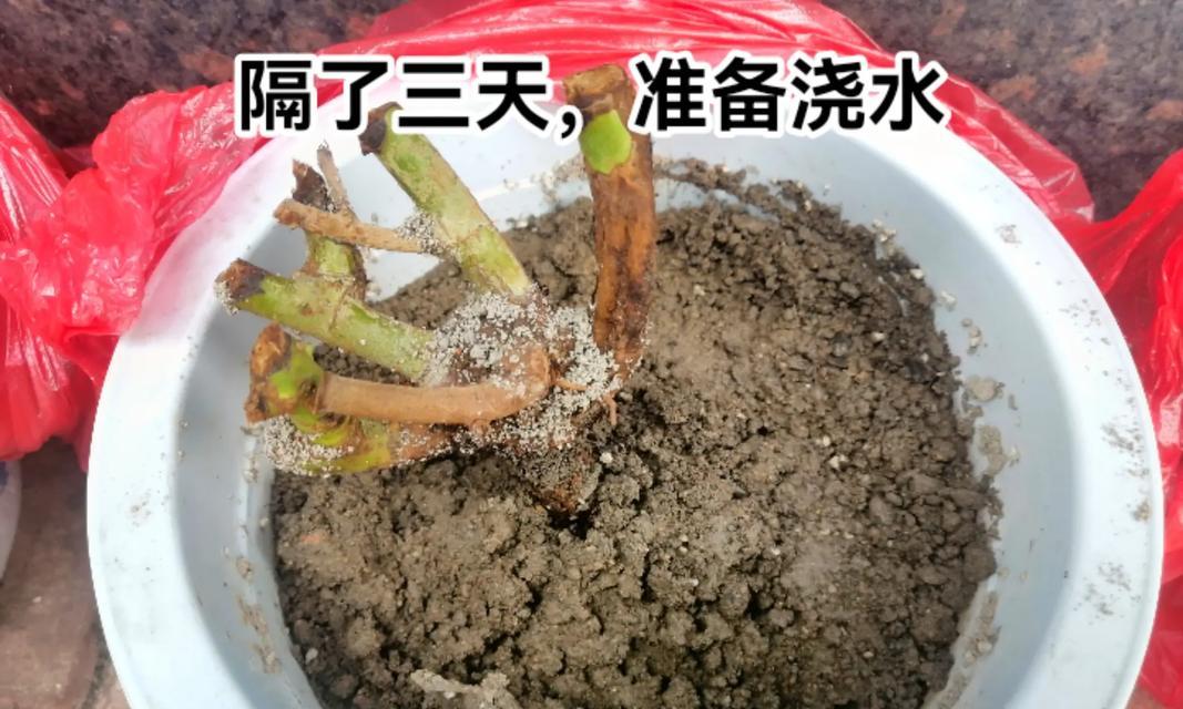 养花浇水的正确方法是什么？多久浇一次水合适？