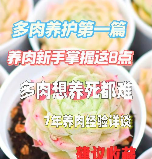 多肉秀妍如何保持最佳状态？养出状态的秘诀是什么？