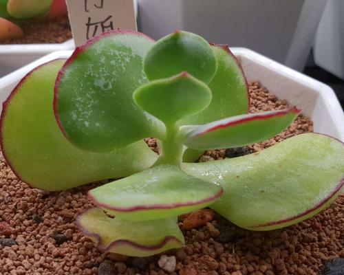 婚纱花怎么养？婚纱花的日常护理和繁殖技巧？