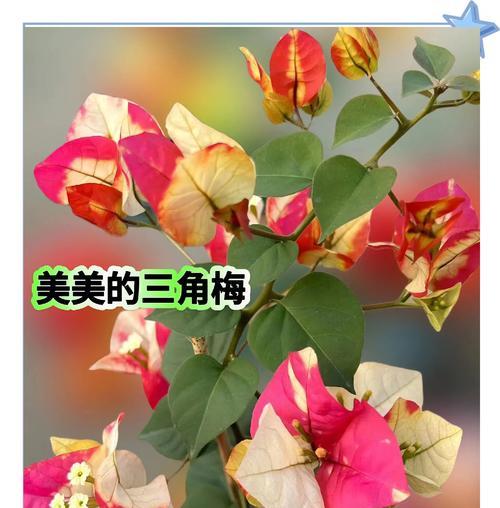 哪些三角梅品种可以四季常开？