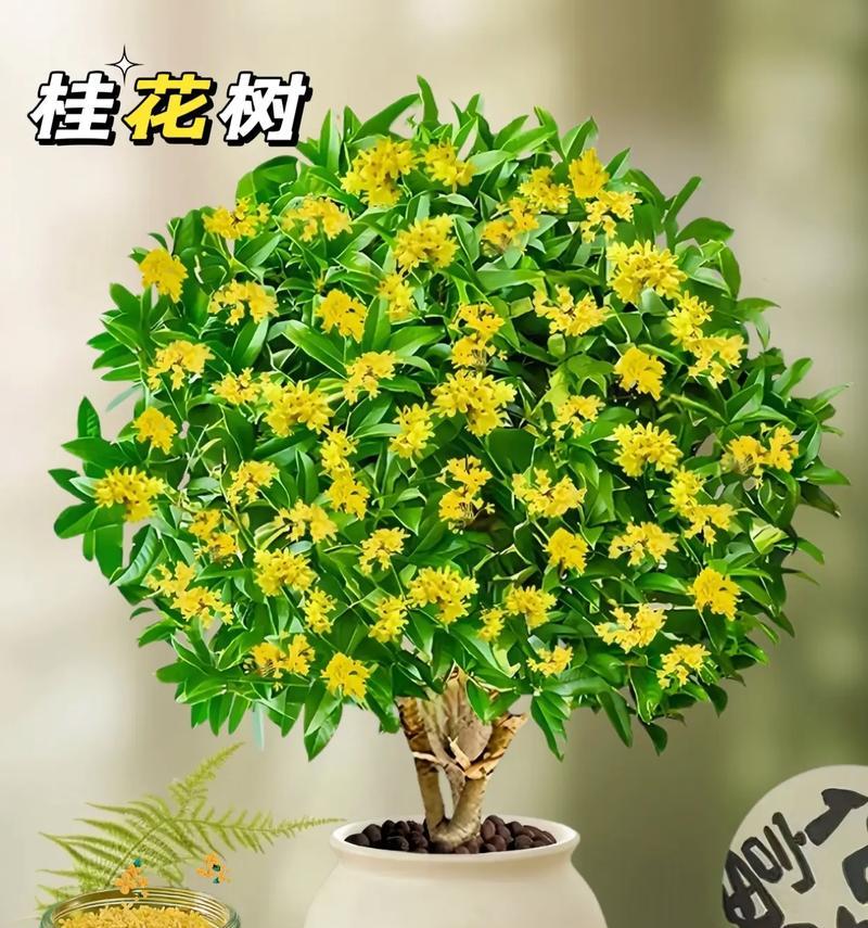 平安树的开花时间是什么时候？如何促进其开花？