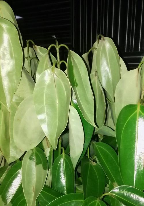 平安树的开花时间是什么时候？如何促进其开花？