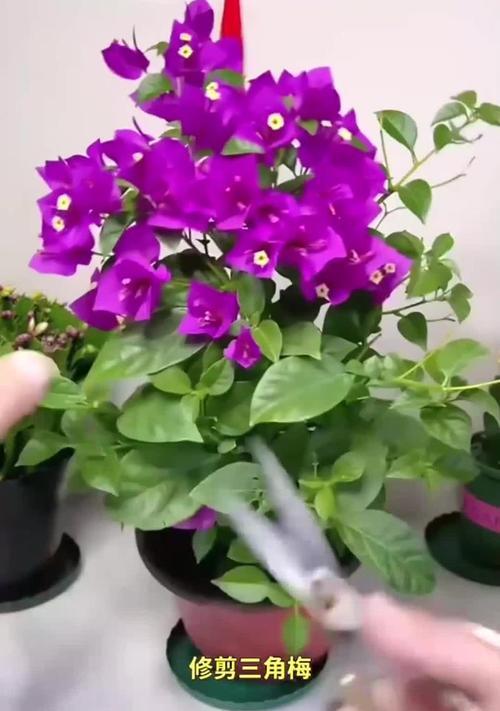 地栽三角梅如何修剪？修剪的正确步骤和技巧是什么？