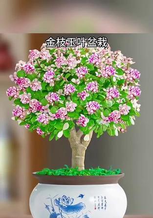 金枝玉叶在园艺中有哪些用途？如何正确使用？