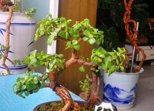 金枝玉叶在园艺中有哪些用途？如何正确使用？