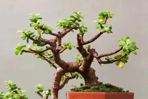 金枝玉叶在园艺中有哪些用途？如何正确使用？