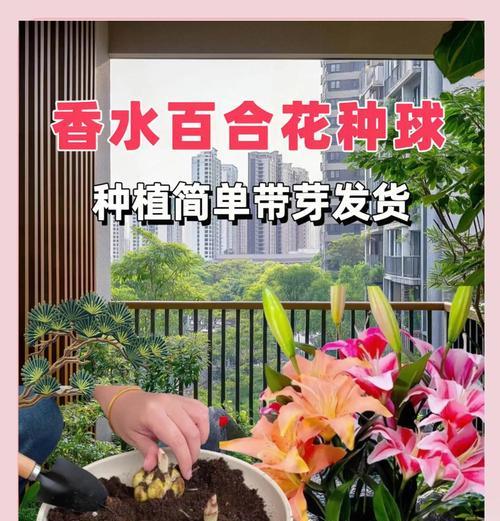 百合花的最佳种植时间是什么时候？种植百合需要注意什么？