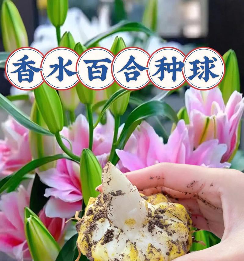 百合花的最佳种植时间是什么时候？种植百合需要注意什么？