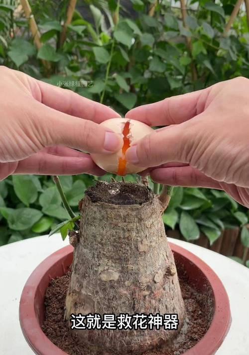 发财树重剪后不发芽的原因是什么？如何促进新芽生长？