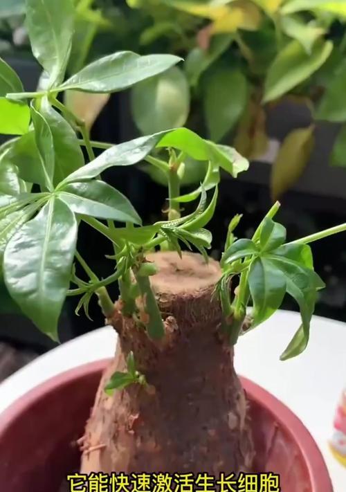 发财树重剪后不发芽的原因是什么？如何促进新芽生长？