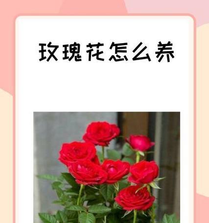 玫瑰花适合哪种土壤和肥料？如何正确施肥？