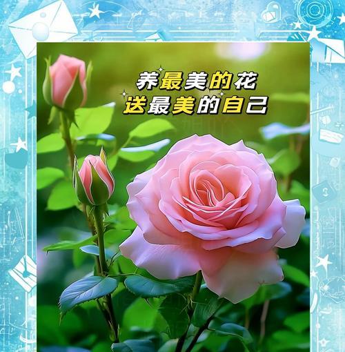 玫瑰花适合哪种土壤和肥料？如何正确施肥？