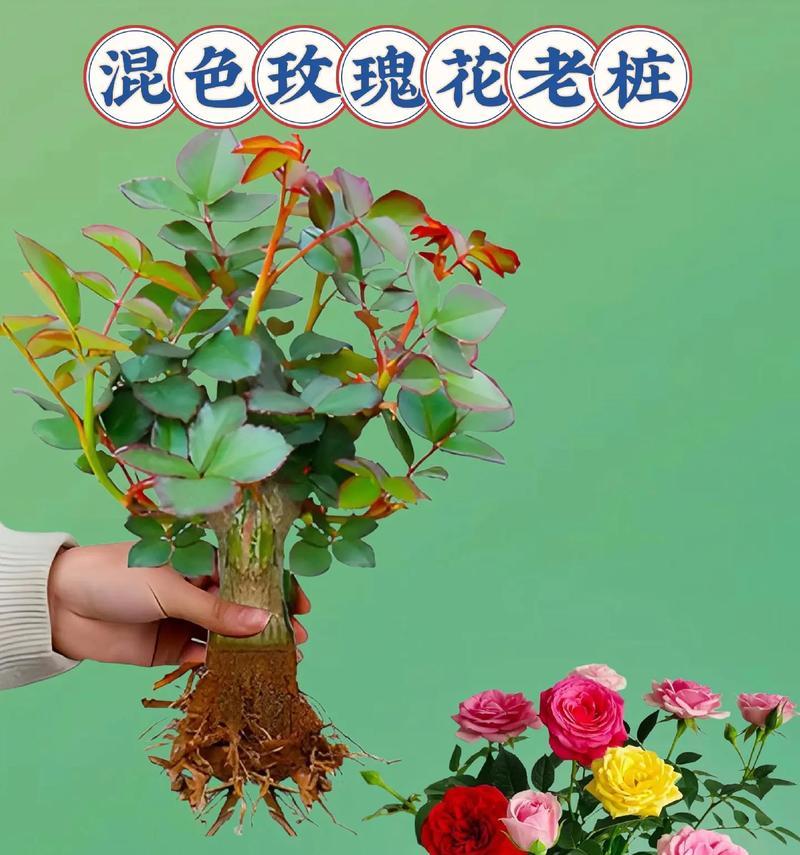 玫瑰花适合哪种土壤和肥料？如何正确施肥？
