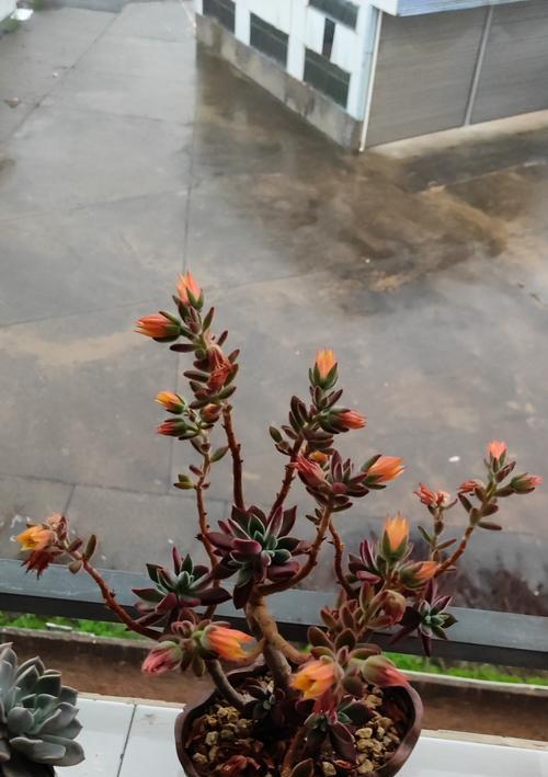 秀妍多肉的养护要点是什么？如何避免多肉植物徒长？