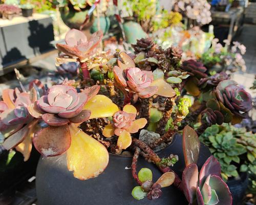 秀妍多肉的养护要点是什么？如何避免多肉植物徒长？