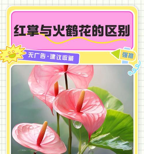 火鹤花的养殖技巧有哪些？如何处理火鹤花的常见问题？