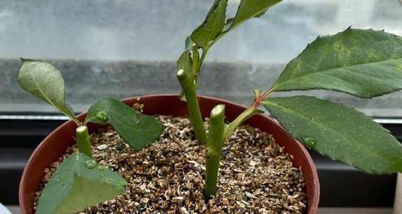 月季花的繁殖方法有哪些？步骤是怎样的？