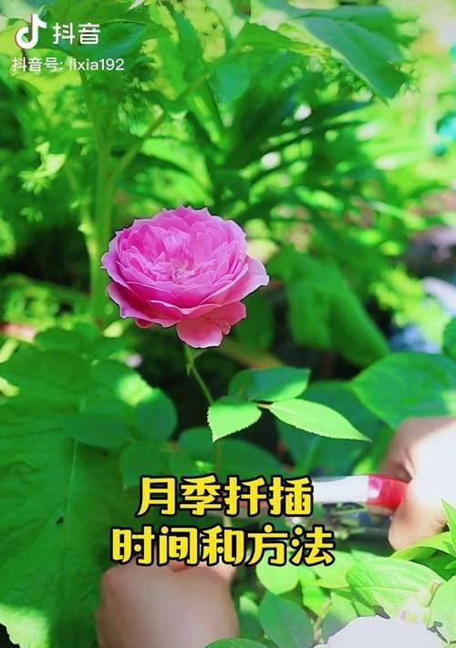 月季花的繁殖方法有哪些？步骤是怎样的？