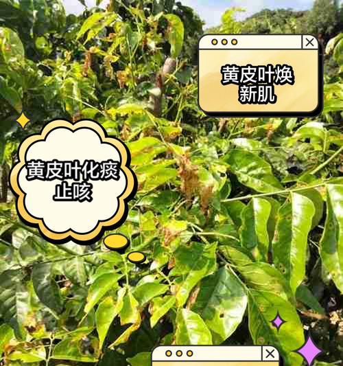 橡皮树黄叶的原因及处理方法有哪些？