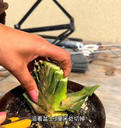 君子兰发黄怎么办？如何处理君子兰的黄叶问题？
