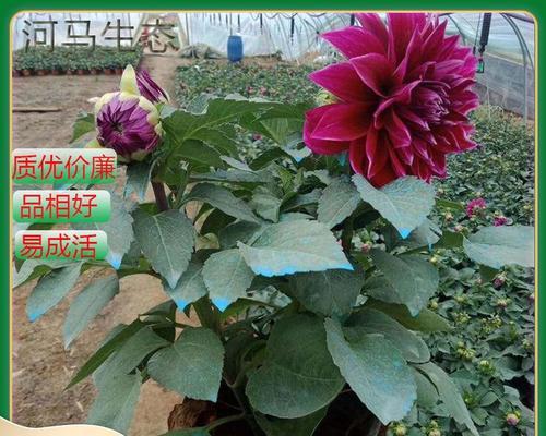 地瓜花盆栽的最佳时间是什么时候？如何保证成活率？