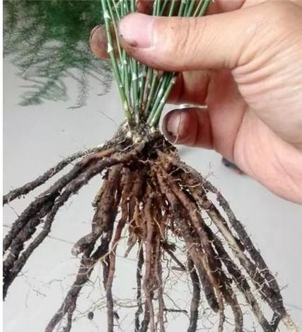 文竹分株的最佳时机是什么时候？分株过程中应注意什么？