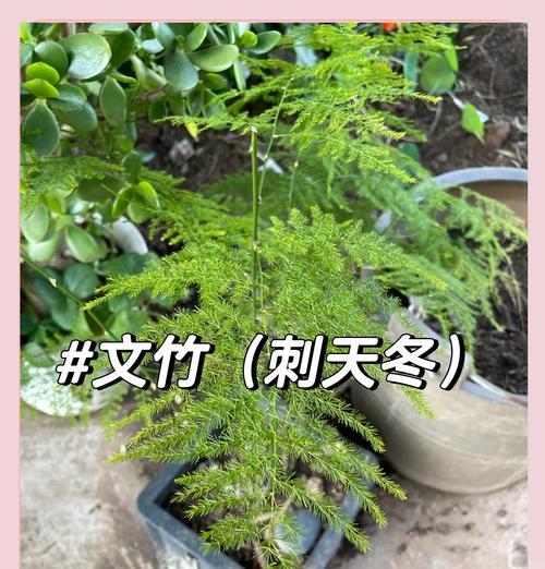 文竹分株的最佳时机是什么时候？分株过程中应注意什么？