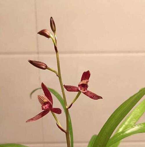哪种兰花最适合初学者养护？兰花的挑选技巧是什么？