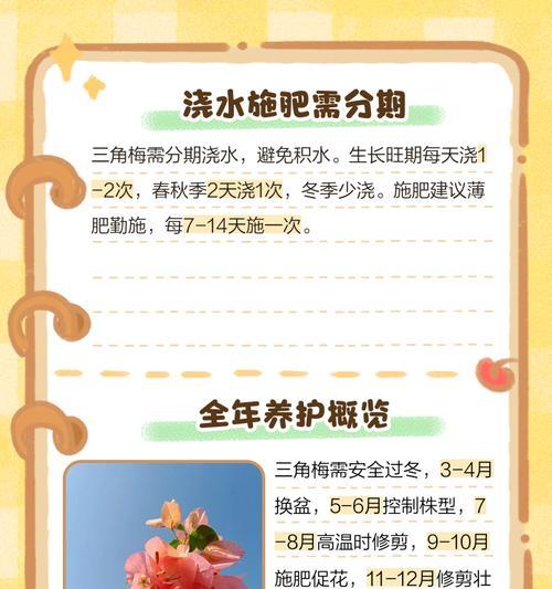 封闭阳台养三角梅的秘诀是什么？三角梅在室内如何生长？