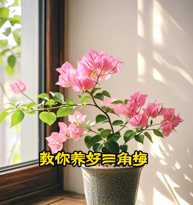 三角梅如何养护才能花开爆满？需要哪些特别的照料？