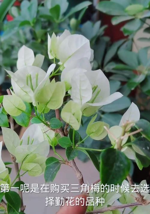三角梅如何养护才能花开爆满？需要哪些特别的照料？