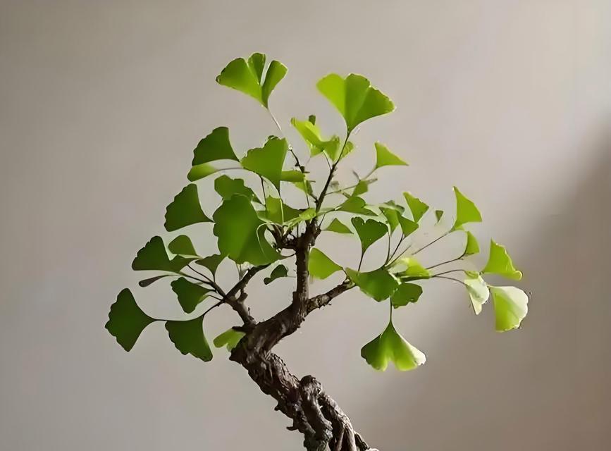 银杏树盆景什么样的好？如何选择优质的银杏树盆景？