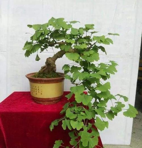 银杏树盆景什么样的好？如何选择优质的银杏树盆景？