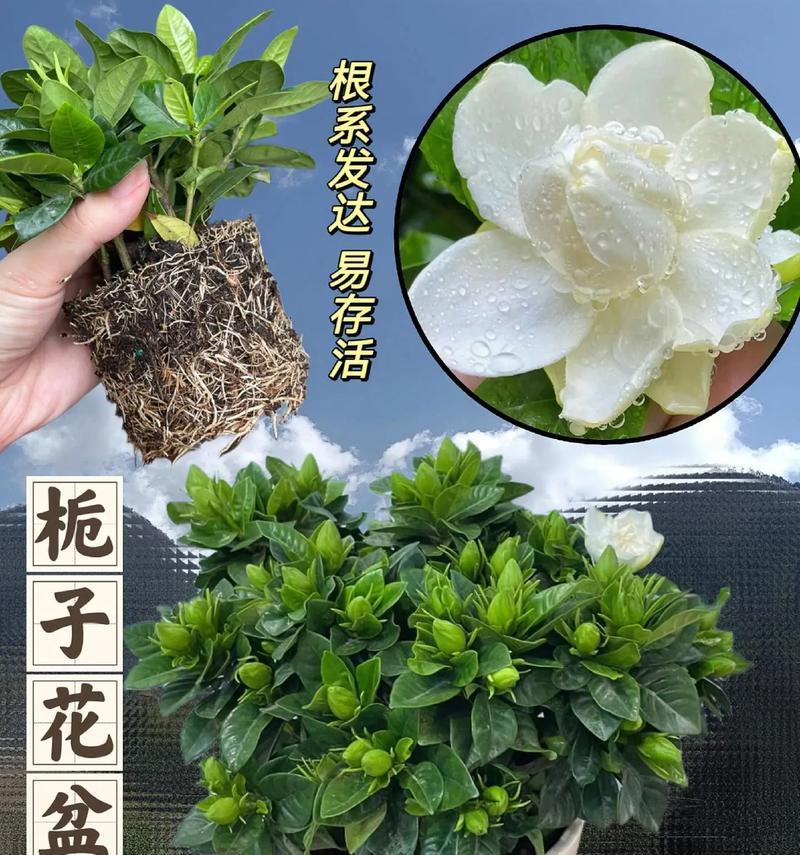 栀子花的日常养护需要注意什么？