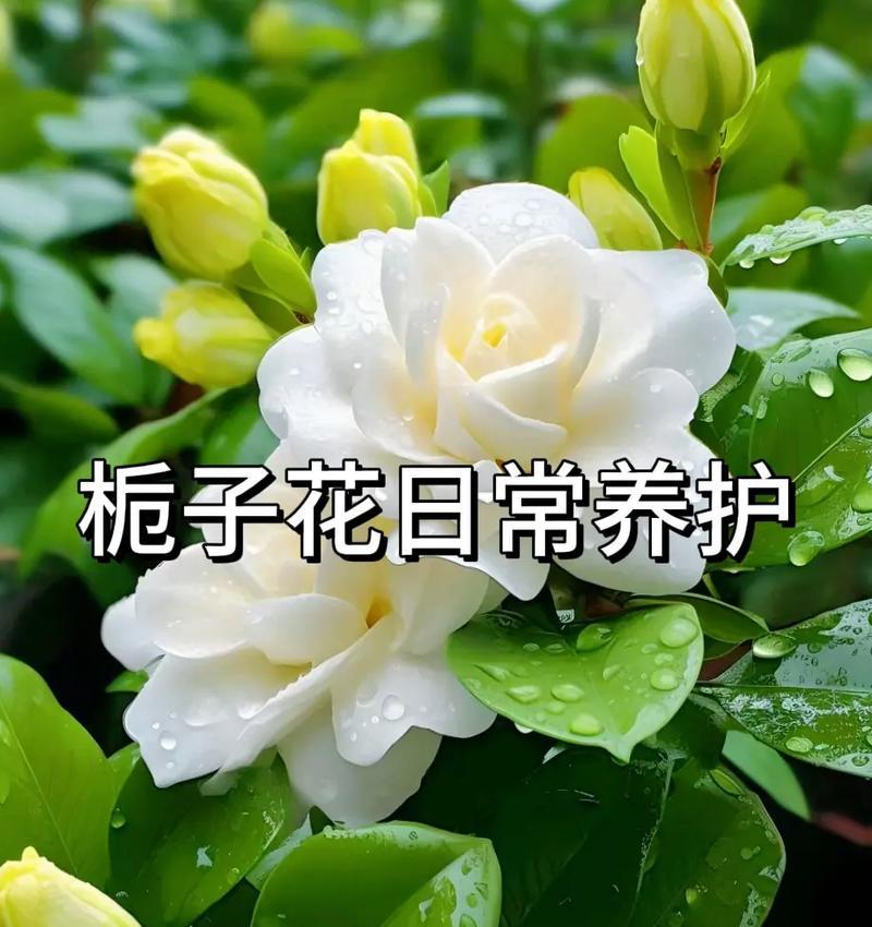 栀子花的日常养护需要注意什么？