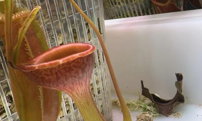 猪笼草的种植方法是什么？猪笼草种植过程中应注意什么？