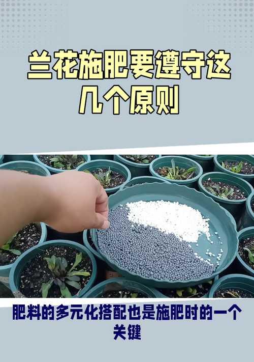兰花施肥应该使用什么肥料？哪种肥料最适合兰花？