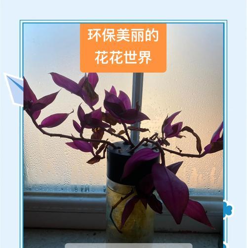 鸭跖草的养殖方法有哪些？