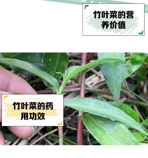 鸭跖草的养殖方法有哪些？