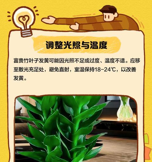 富贵竹叶子打蔫是什么原因？如何恢复富贵竹的活力？