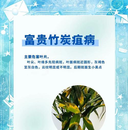 富贵竹叶子打蔫是什么原因？如何恢复富贵竹的活力？