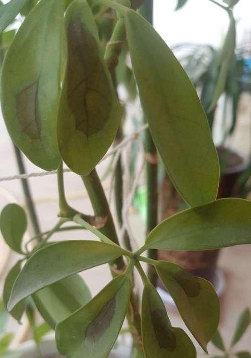 鸭脚木遇到虫害应该怎么办？有哪些有效处理方式？