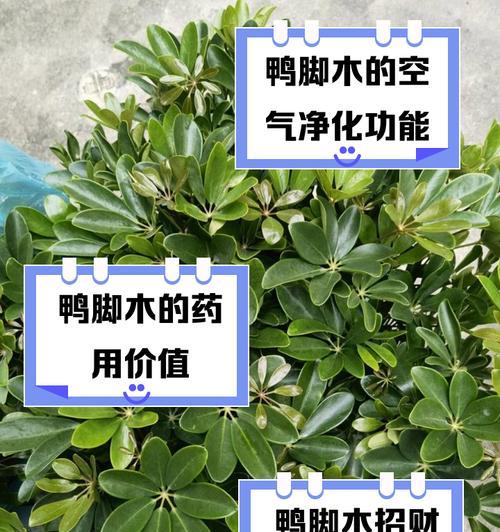 鸭脚木遇到虫害应该怎么办？有哪些有效处理方式？