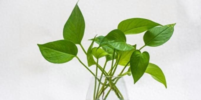 绿萝移植的最佳时机是什么时候？移植后如何护理？