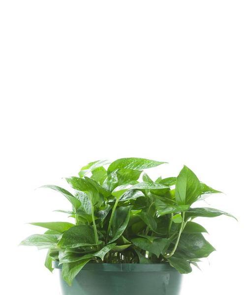 绿萝移植的最佳时机是什么时候？移植后如何护理？